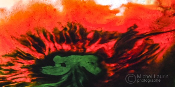 Feux de forest avec signature